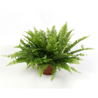 Нефролепис купить