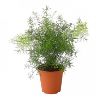 Аспарагус в подвесном вазоне купить