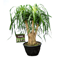 Нолина (Beaucarnea) купить