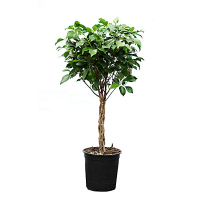 Фикус Нитида косичка купить