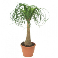 Нолина (Beaucarnea) купить