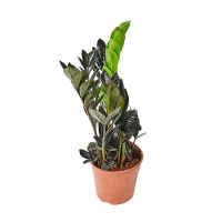 Замиокулькас замиелистный Raven купить