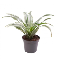 Драцена компакта микс купить