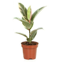 Фикус эластика Тинеке купить