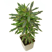 Дизиготека Бианка купить