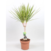 Драцена Маргината Санрей купить