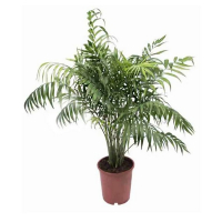 Хамедорея Сейфризи купить