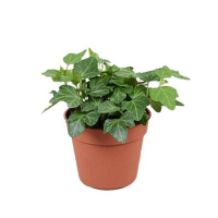 Плющ Хедера Вондер купить