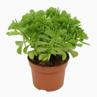 Пеперомия Долабриформис купить