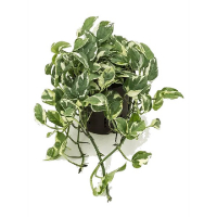 Сциндапсус N Joy (Эпипремнум) купить