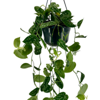 Сциндапсус Hangpot купить