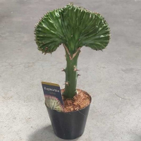 Эуфорбия Lactea Cristata купить