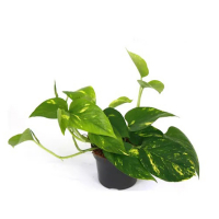 Эпипремнум pinnatum Aureum купить