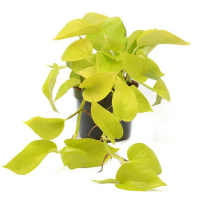 Епіпремнум Golden Pothos купить
