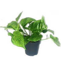 Эпипремнум Marble Gree купить