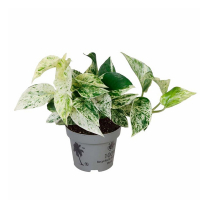 Эпипремнум Pinnatum Marble Queen купить