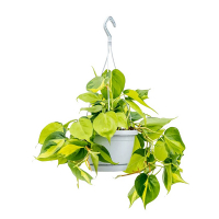 Філодендрон Scandens Brasil купить