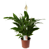 Спатіфілум купить