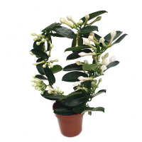 Стефанотис флорибунда купить