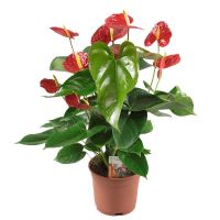 Антуріум мікс купить