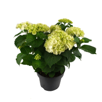 Гортензия Schneeball купить