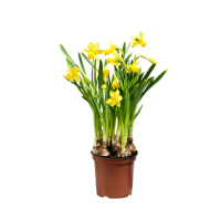 Нарцисс купить