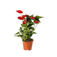 Антуриум микс