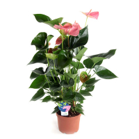 Антуріум Пандола купить