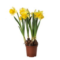 Нарцисс купить