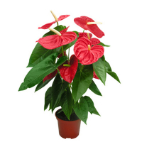 Антуриум купить