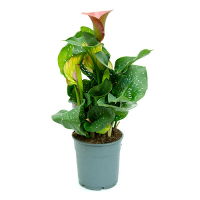 Зантедеския (Калла) купить