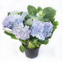 Гортензія блакитна купить