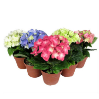 Гортензия крупнолистная микс купить