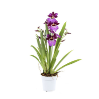 Мильтония микс купить