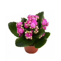 Каланхоэ микс купить