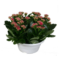 Каланхое мікс купить