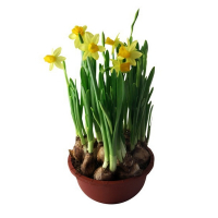 Нарцисс Тет а тет купить