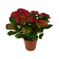 Гортензия крупнолистная Хот Ред купить