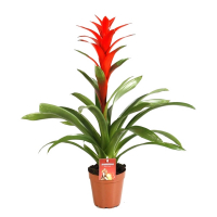 Гузмания купить