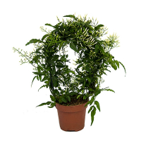 Жасмин купить