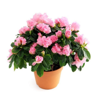 Рододендрон микс купить