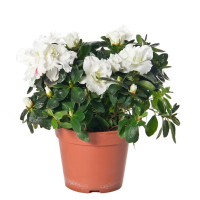 Рододендрон купить