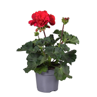 Пеларгония зональная микс купить