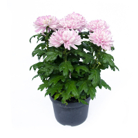 Хризантема Зембла купить