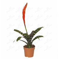 Вриезия купить