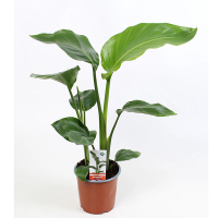 Стрелиция Николая купить