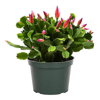 Шлюмбергера Flame Red купить
