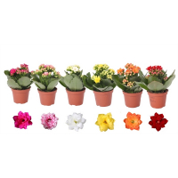 Каланхоэ Rosalinа Mix 6/12 см купить