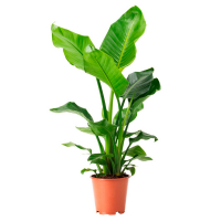 Стрелиция королевская купить