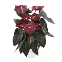 Антуриум Деликата купить